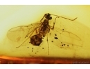 Rare Winged Ant Formicidae Prenolepis henschei. Fossil insect in Baltic amber #14335