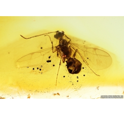 Rare Winged Ant Formicidae Prenolepis henschei. Fossil insect in Baltic amber #14335