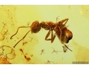 Ant Lasius schiefferdeckeri and Bud. Fossil inclusions in Baltic amber #14336