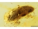 Ant Lasius schiefferdeckeri and Bud. Fossil inclusions in Baltic amber #14336