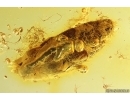 Ant Lasius schiefferdeckeri and Bud. Fossil inclusions in Baltic amber #14336