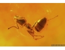 Ant Formicidae Ctenobethylus goepperti and Nice Stalactite. Fossil inclusions Baltic amber #14337