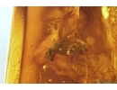 Ant Formicidae Ctenobethylus goepperti and Nice Stalactite. Fossil inclusions Baltic amber #14337