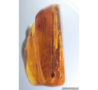 Ant Formicidae Ctenobethylus goepperti and Nice Stalactite. Fossil inclusions Baltic amber #14337