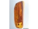 Ant Formicidae Ctenobethylus goepperti and Nice Stalactite. Fossil inclusions Baltic amber #14337