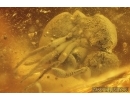 Rare Ant Formicidae Bradoponera meieri and Amber pieces inside. Fossil inclusions Baltic amber #14338