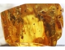 Rare Ant Formicidae Bradoponera meieri and Amber pieces inside. Fossil inclusions Baltic amber #14338