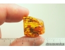 Rare Ant Formicidae Bradoponera meieri and Amber pieces inside. Fossil inclusions Baltic amber #14338