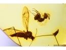 Ant Lasius schiefferdeckeri, Crane fly Limoniidae and Caterpillar case Lepidoptera. Fossil inclusions Baltic amber #14342
