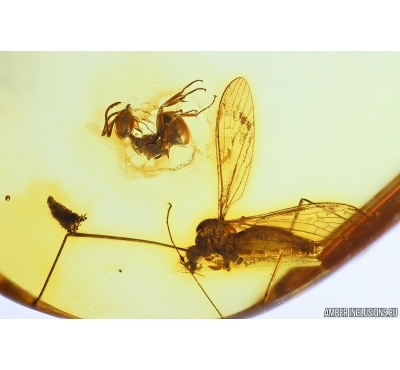 Ant Lasius schiefferdeckeri, Crane fly Limoniidae and Caterpillar case Lepidoptera. Fossil inclusions Baltic amber #14342