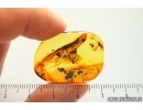 Ant Lasius schiefferdeckeri, Crane fly Limoniidae and Caterpillar case Lepidoptera. Fossil inclusions Baltic amber #14342