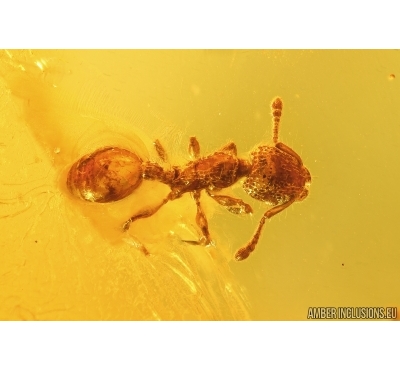 Nice  Rare Ant Formicidae. Fossil inclusion in Baltic amber stone #14343
