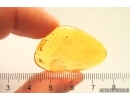 Nice  Rare Ant Formicidae. Fossil inclusion in Baltic amber stone #14343