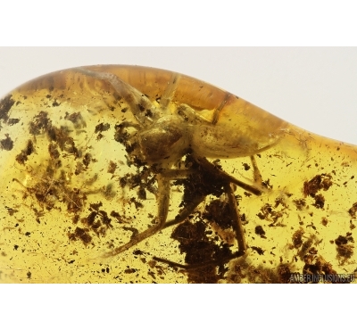 Spider Araneae. Fossil inclusion in Baltic amber #14344