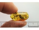 Spider Araneae. Fossil inclusion in Baltic amber #14344