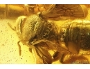 Rare Honey Bee Apoidea and More. Fossil insects in Baltic amber #14350
