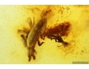 Rare Honey Bee Apoidea and More. Fossil insects in Baltic amber #14350