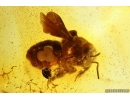 Rare Honey Bee Apoidea and More. Fossil insects in Baltic amber #14350