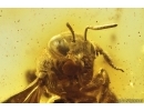 Rare Honey Bee Apoidea and More. Fossil insects in Baltic amber #14350