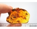 Rare Honey Bee Apoidea and More. Fossil insects in Baltic amber #14350