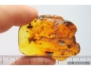 Rare Honey Bee Apoidea and More. Fossil insects in Baltic amber #14350