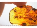 Rare Honey Bee Apoidea and More. Fossil insects in Baltic amber #14350