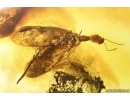 Very Nice Rare Snakefly RAPHIDIOPTERA. Fossil insect Baltic amber #14351