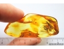 Very Nice Rare Snakefly RAPHIDIOPTERA. Fossil insect Baltic amber #14351