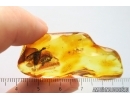 Very Nice Rare Snakefly RAPHIDIOPTERA. Fossil insect Baltic amber #14351