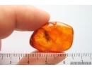 Caddisfly Trichoptera. Fossil insect Baltic amber #14352