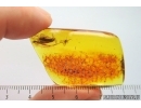 Caddisfly Trichoptera and More. Fossil insects Baltic amber #14353