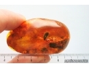 Caddisfly Trichoptera. Fossil insect Baltic amber #14354