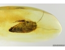 Nice Cockroach Blattaria. Fossil inclusion Ukrainian Rovno amber #14355R