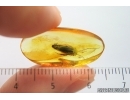 Nice Cockroach Blattaria. Fossil inclusion Ukrainian Rovno amber #14355R