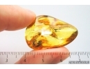 Cricket Orthoptera. Fossil insect Ukrainian Rovno amber #14356R