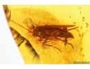 Rare scene: Moth Lepidoptera with Mite Acari! Fossil inclusions Baltic amber #14357
