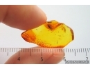 Rare scene: Moth Lepidoptera with Mite Acari! Fossil inclusions Baltic amber #14357