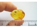 Flat Wasp Bethylidae and Coprolites. Fossil inclusions Baltic amber #14372