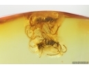 3 Wasps, two of them Pompilidae, one Tiphiidae and Beetle Larva. Fossil inclusions Baltic amber #14375
