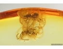 3 Wasps, two of them Pompilidae, one Tiphiidae and Beetle Larva. Fossil inclusions Baltic amber #14375