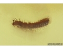 3 Wasps, two of them Pompilidae, one Tiphiidae and Beetle Larva. Fossil inclusions Baltic amber #14375