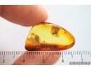 3 Wasps, two of them Pompilidae, one Tiphiidae and Beetle Larva. Fossil inclusions Baltic amber #14375