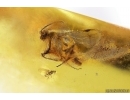 Wasp Pompilidae and Long-legged fly Dolichopodidae. Fossil Inclusions Baltic amber #14377