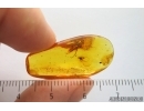Wasp Pompilidae and Long-legged fly Dolichopodidae. Fossil Inclusions Baltic amber #14377