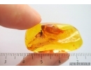 Winged Ant Formicidae Ctenobethylus goepperti. Fossil inclusion in Baltic amber #14378
