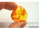 Parasitic Wasp Hymenoptera. Fossil inclusion Baltic amber #14382
