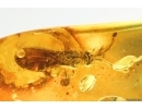 Proctotrupid Wasp Diapriidae. Fossil insect in Baltic amber #14383