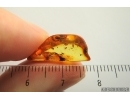 Proctotrupid Wasp Diapriidae. Fossil insect in Baltic amber #14383