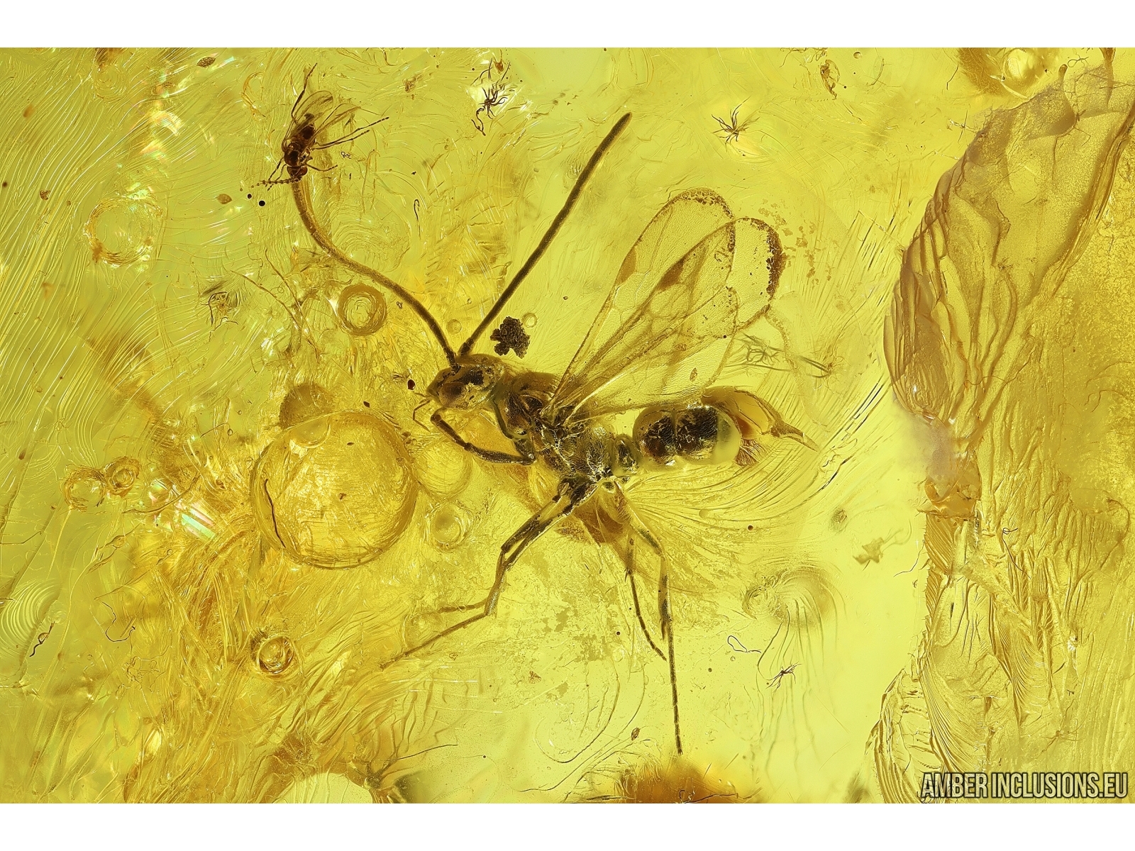 Winged Ant Formicidae and More. Fossil inclusions in Baltic amber ...