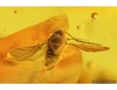 Two Wasps Hymenoptera Braconidae and Geoscelionidae Archaeoscelio filicornis Brues. Fossil inclusions Baltic amber #14385